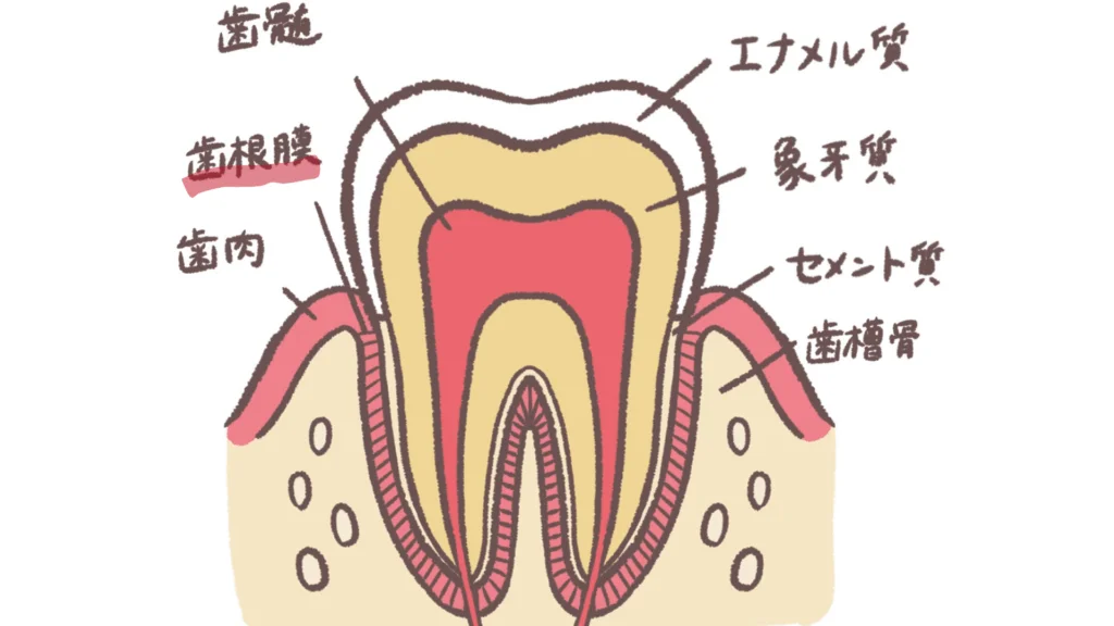 | ルーチェマウスピース矯正歯科 歯周組織